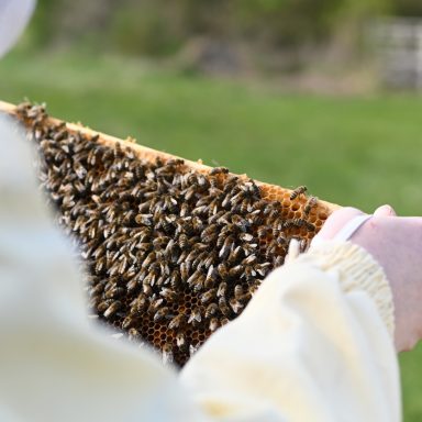 Nahaufnahme einer Hand, die einen Wabenrahmen mit vielen Bienen hält.