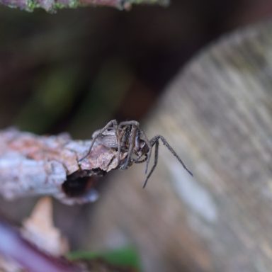 Eine braune Spinne sitzt auf einem Ast im Wald.