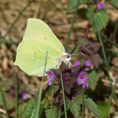 Eine gelbe Schmetterling sitzt auf lila blühenden Pflanzen im Gras.