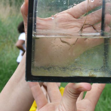 Eine Hand hält einen Behälter mit Wasser und kleinen Organismen darin, grüne Wiese im Hintergrund.