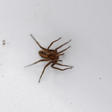 Braune Spinne mit langen Beinen auf weißem Hintergrund.