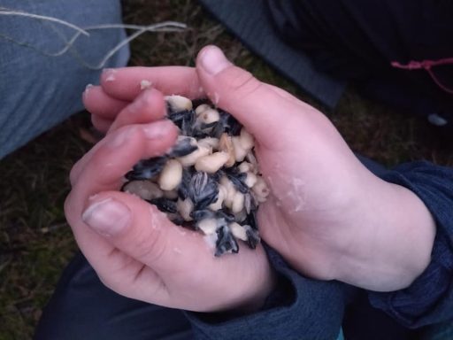 Hände halten eine Mischung aus Samen oder kleinen, hellen und dunklen Körnern.