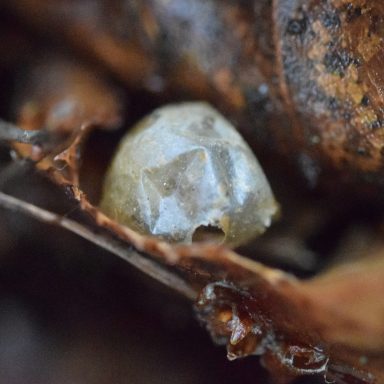 Ein kleines, facettiertes, helles Objekt auf einem trockenen Blatt.