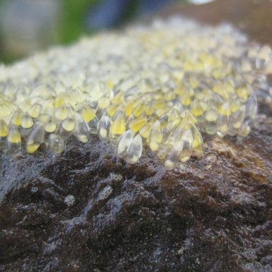 Gelbe, durchscheinende Tropfen auf einer braunen, rauen Oberfläche.