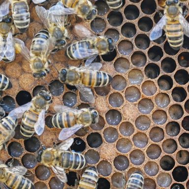Bienen bewegen sich auf einer Wabe mit hexagonalen Zellen.